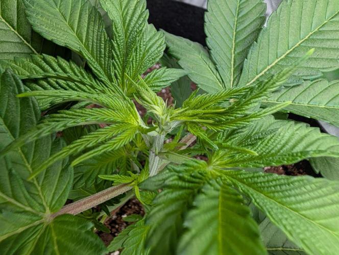 Tangie and Blueberry in a 2*3. Week 3