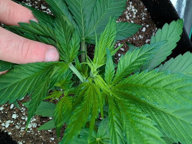 Tangie and Blueberry in a 2*3. Week 3