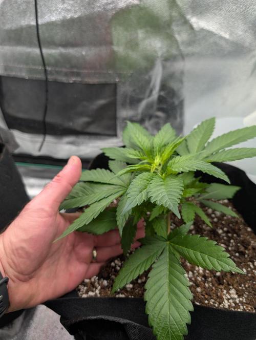 Tangie and Blueberry in a 2*3. Week 3