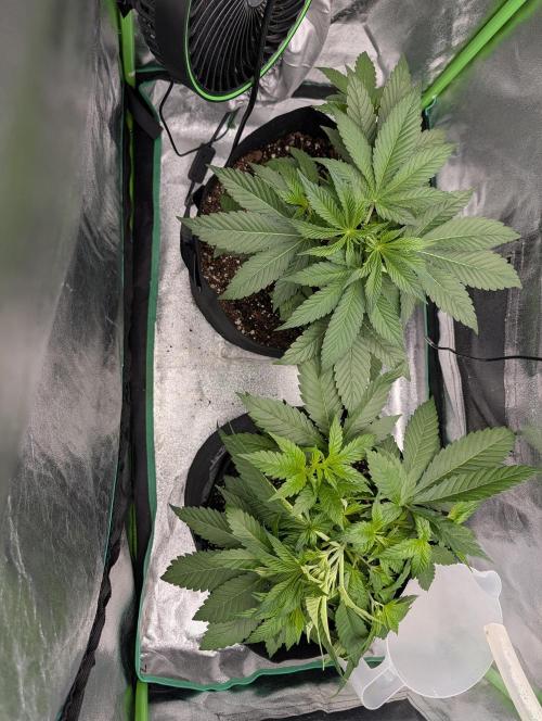 Tangie and Blueberry in a 2*3. Week 4