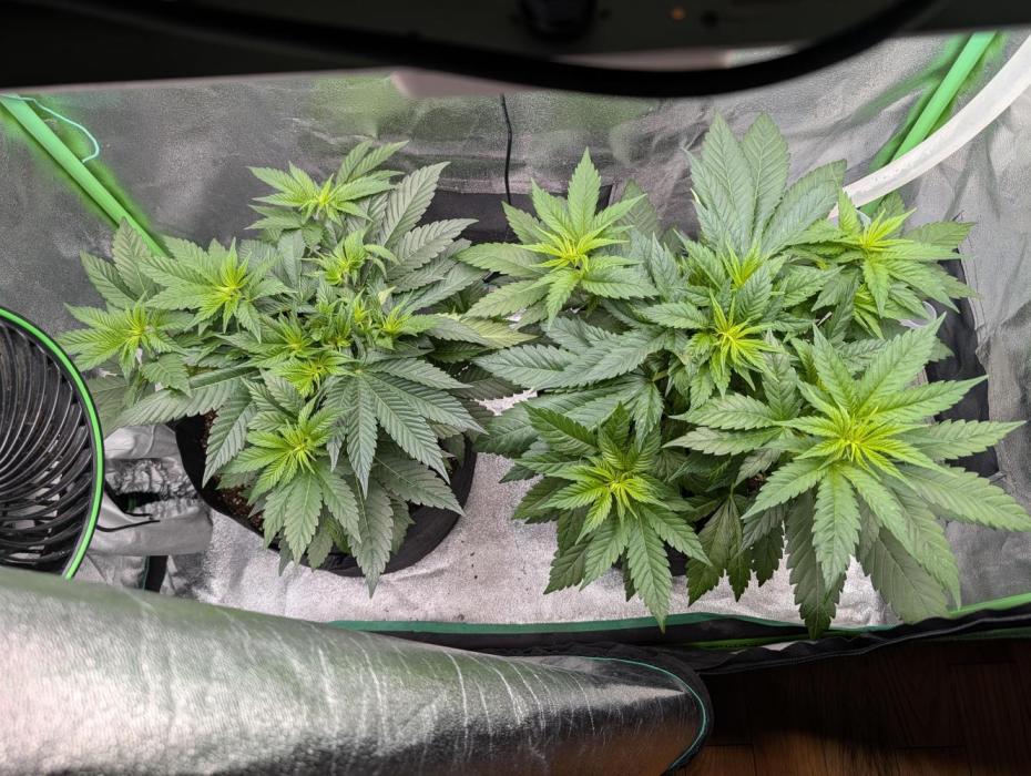 Tangie and Blueberry in a 2*3. Week 5