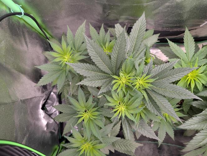 Tangie and Blueberry in a 2*3. Week 6