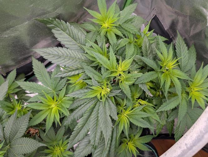 Tangie and Blueberry in a 2*3. Week 6