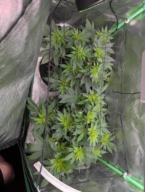 Tangie and Blueberry in a 2*3. Week 7