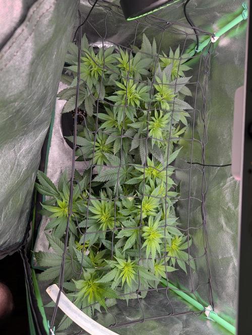 Tangie and Blueberry in a 2*3. Week 7