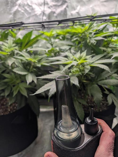 Tangie and Blueberry in a 2*3. Week 7