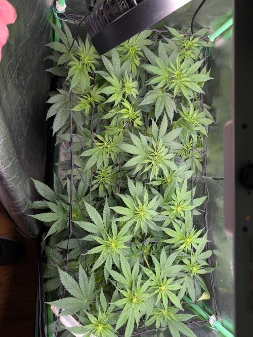 Tangie and Blueberry in a 2*3. Week 8