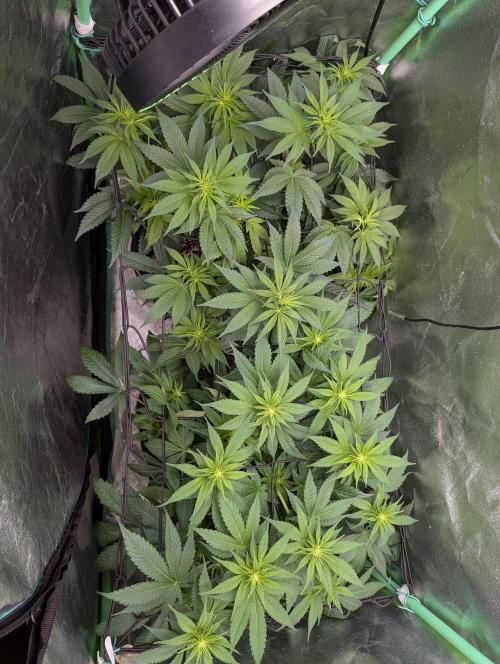 Tangie and Blueberry in a 2*3. Week 8