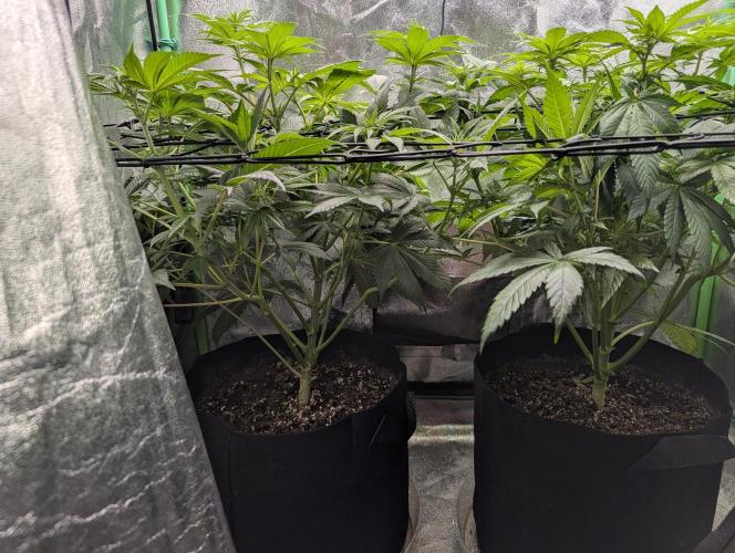 Tangie and Blueberry in a 2*3. Week 8