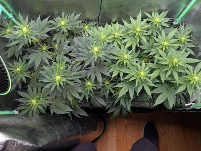 Tangie and Blueberry in a 2*3. Week 9