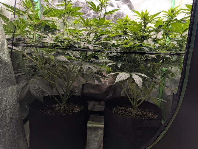 Tangie and Blueberry in a 2*3. Week 9