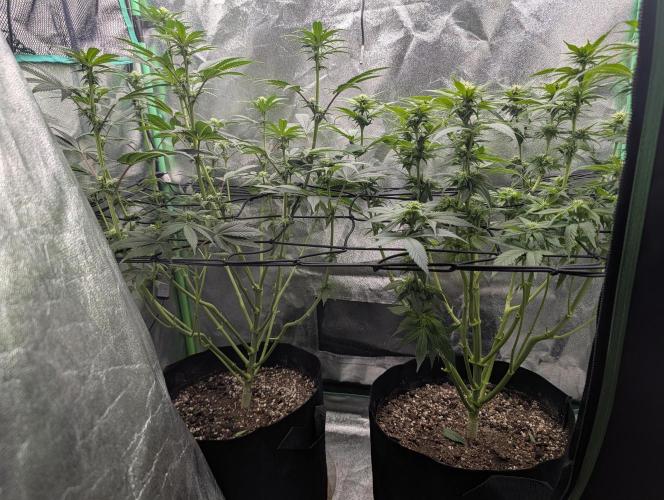 Tangie and Blueberry in a 2*3. Week 9