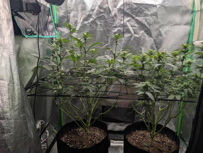 Tangie and Blueberry in a 2*3. Week 9