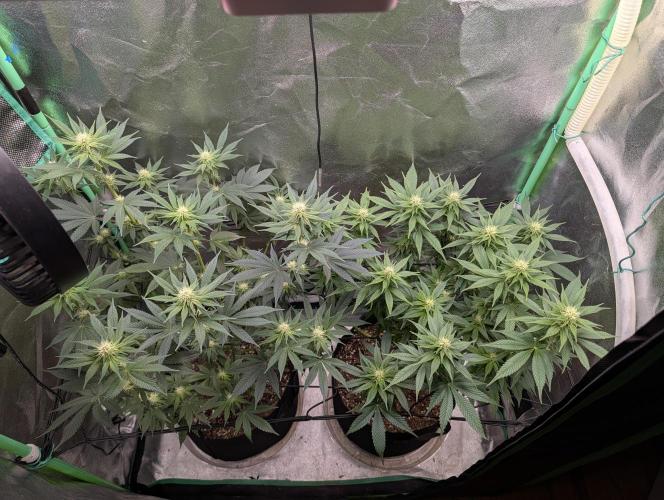 Tangie and Blueberry in a 2*3. Week 10