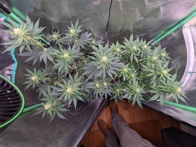 Tangie and Blueberry in a 2*3. Week 10