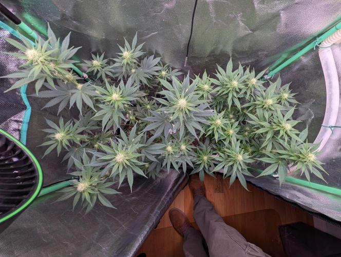 Tangie and Blueberry in a 2*3. Week 10