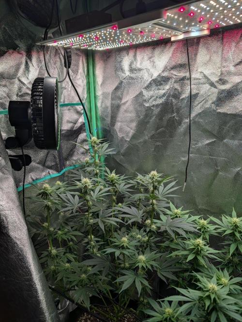 Tangie and Blueberry in a 2*3. Week 10