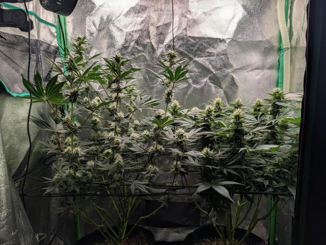 Tangie and Blueberry in a 2*3. Week 11