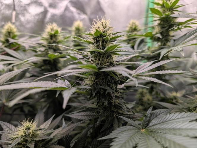 Tangie and Blueberry in a 2*3. Week 11