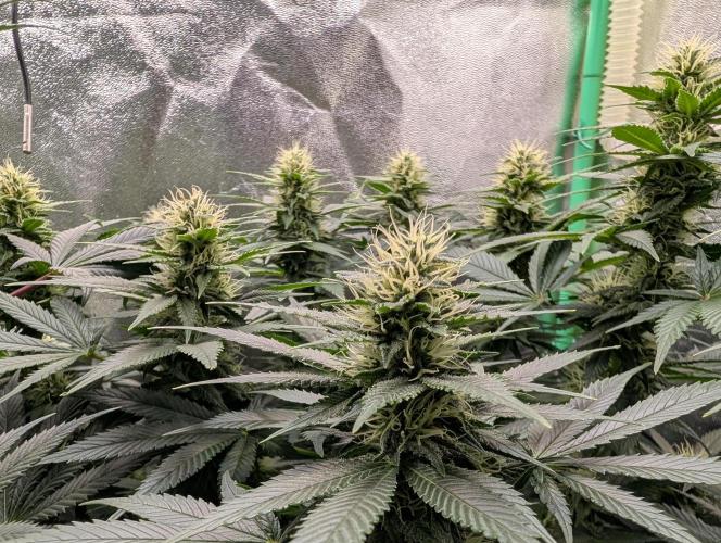 Tangie and Blueberry in a 2*3. Week 11