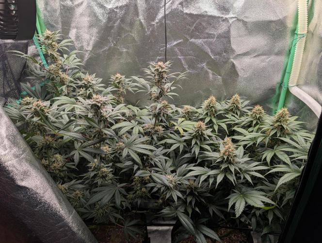 Tangie and Blueberry in a 2*3. Week 12