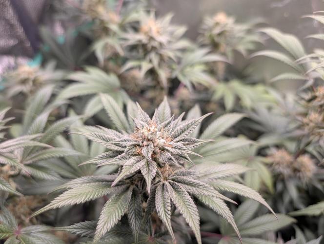 Tangie and Blueberry in a 2*3. Week 12