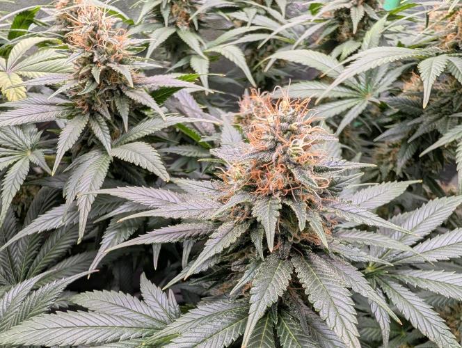 Tangie and Blueberry in a 2*3. Week 12