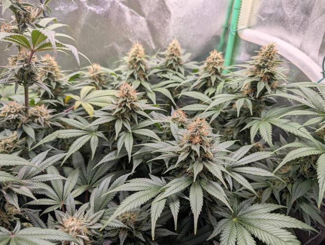 Tangie and Blueberry in a 2*3. Week 12