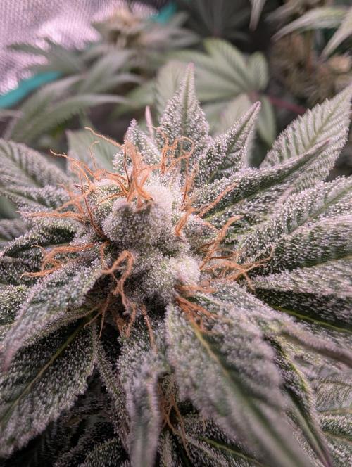 Tangie and Blueberry in a 2*3. Week 12