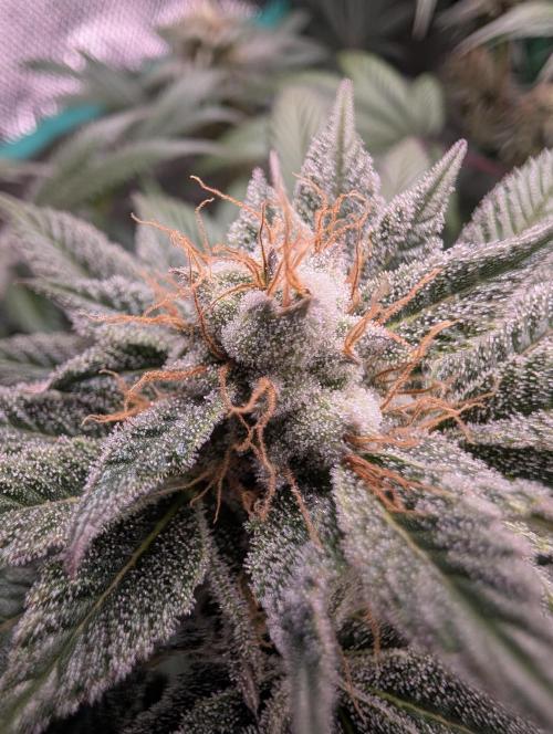 Tangie and Blueberry in a 2*3. Week 12