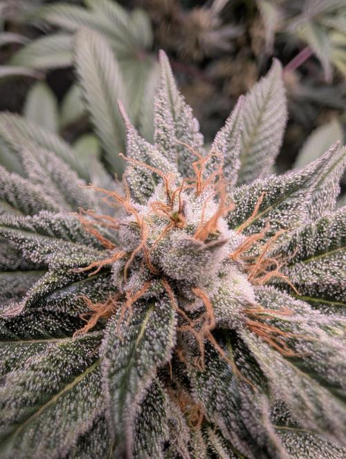 Tangie and Blueberry in a 2*3. Week 12