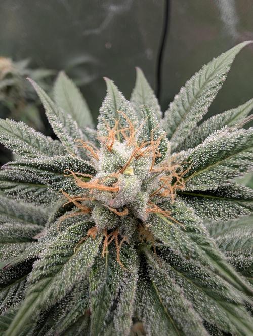 Tangie and Blueberry in a 2*3. Week 12