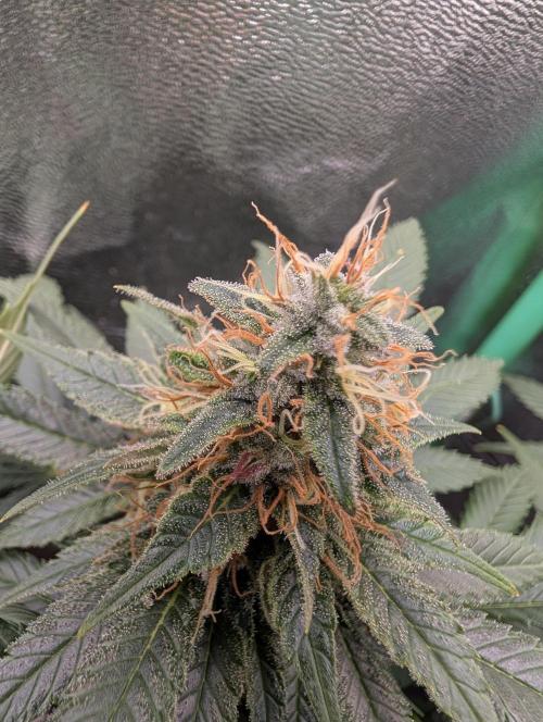 Tangie and Blueberry in a 2*3. Week 12