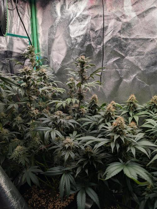 Tangie and Blueberry in a 2*3. Week 13