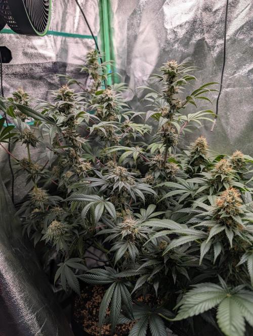 Tangie and Blueberry in a 2*3. Week 13