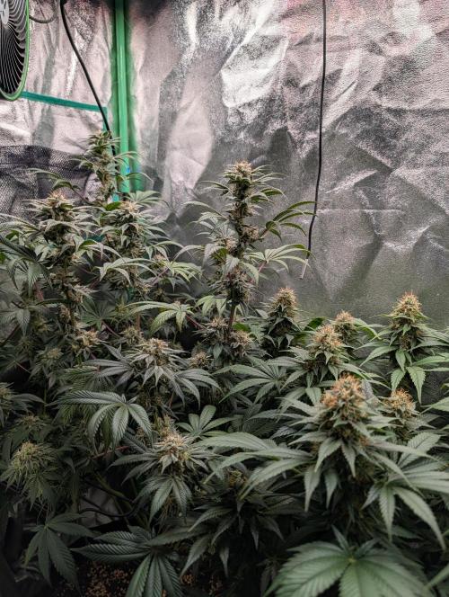 Tangie and Blueberry in a 2*3. Week 13