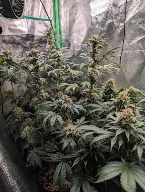 Tangie and Blueberry in a 2*3. Week 13