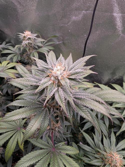 Tangie and Blueberry in a 2*3. Week 13