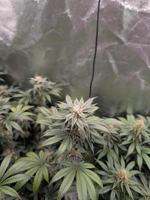 Tangie and Blueberry in a 2*3. Week 13