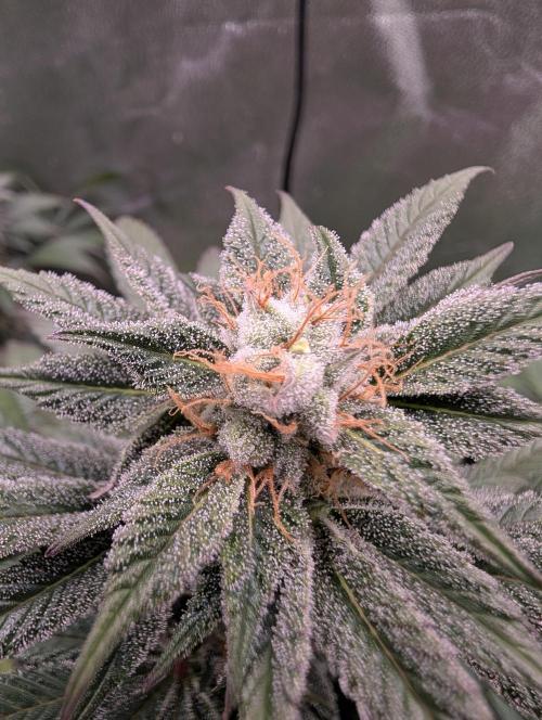 Tangie and Blueberry in a 2*3. Week 13