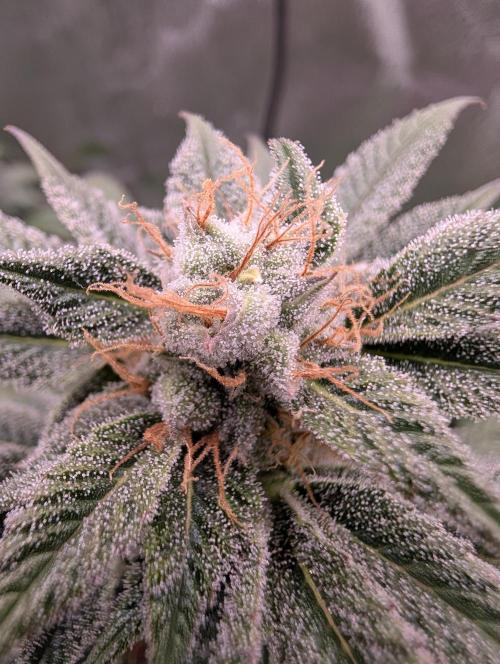 Tangie and Blueberry in a 2*3. Week 13