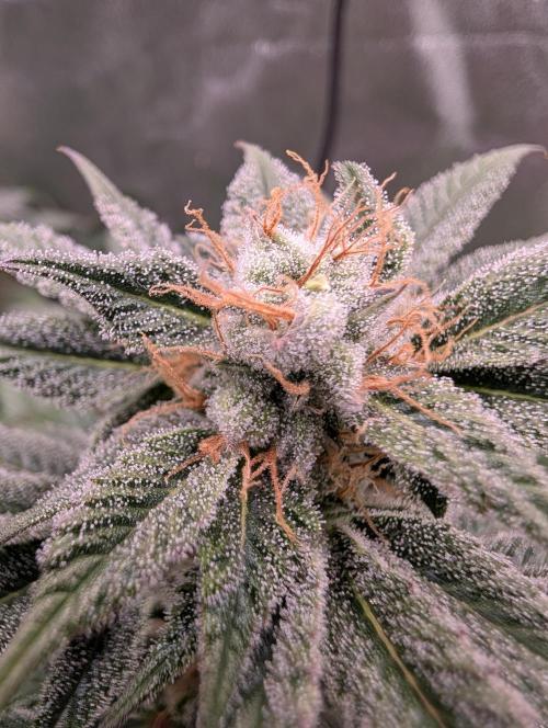 Tangie and Blueberry in a 2*3. Week 13