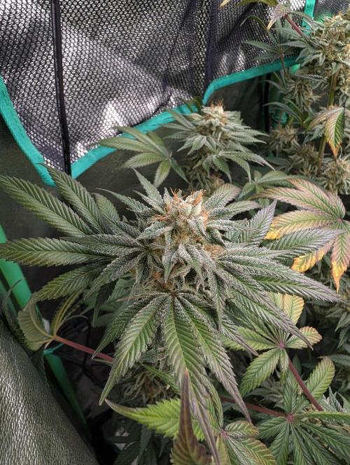 Tangie and Blueberry in a 2*3. Week 14