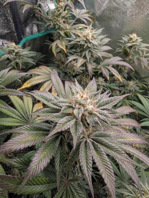 Tangie and Blueberry in a 2*3. Week 14