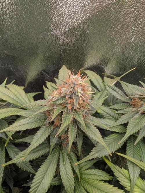 Tangie and Blueberry in a 2*3. Week 14