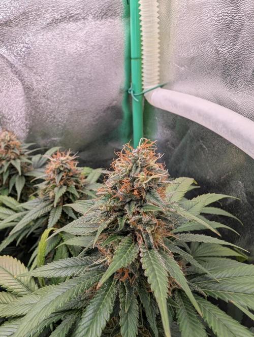 Tangie and Blueberry in a 2*3. Week 14