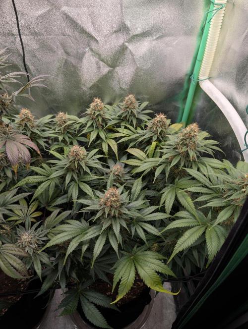 Tangie and Blueberry in a 2*3. Week 14