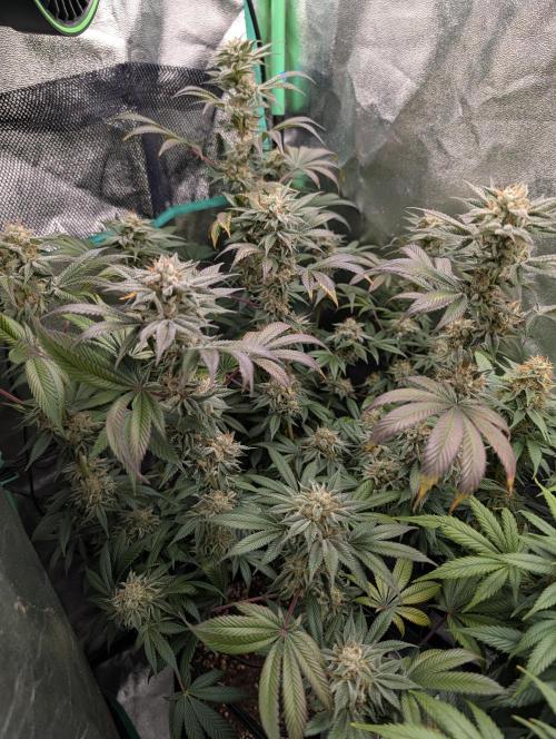 Tangie and Blueberry in a 2*3. Week 14