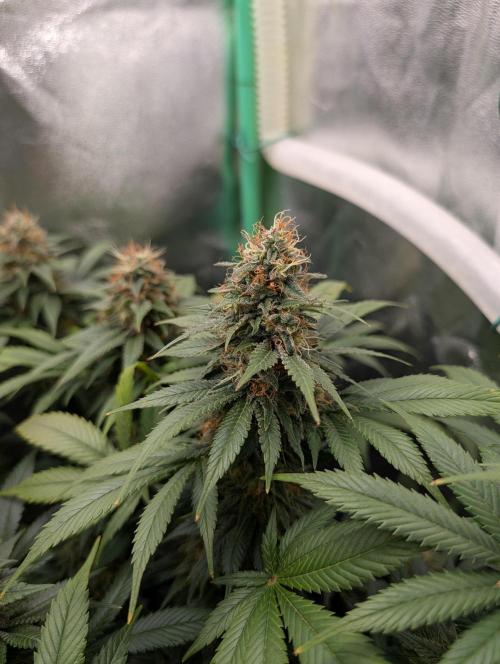 Tangie and Blueberry in a 2*3. Week 14