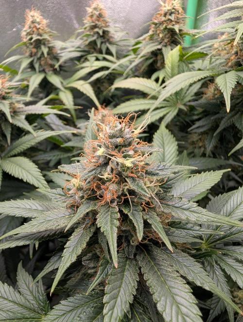 Tangie and Blueberry in a 2*3. Week 14